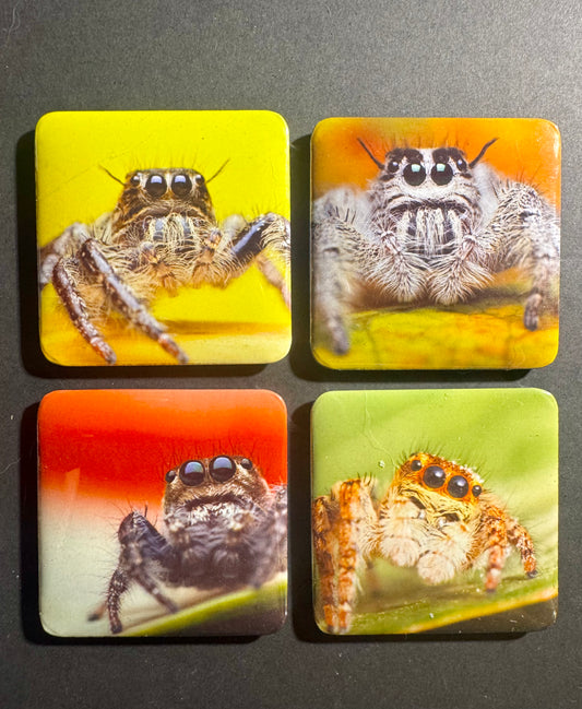Jumping spiders 4 pack
